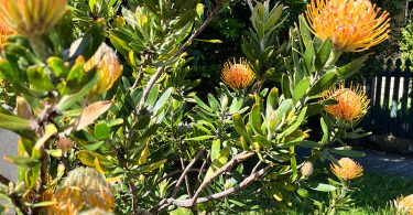 Leucospermum species - Pincushion plant