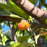 Bronze Orange Bugs / Stink Bugs - The Curious Gardener