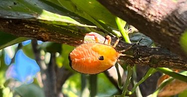 Bronze Orange Bug / Stink Bug