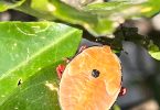 Bronze Orange Bug / Stink Bug