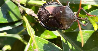 Bronze Orange Bug / Stink Bug