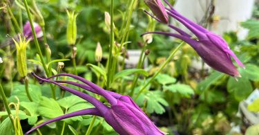 Aquilegia caerulea - Columbine