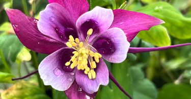 Aquilegia caerulea - Columbine