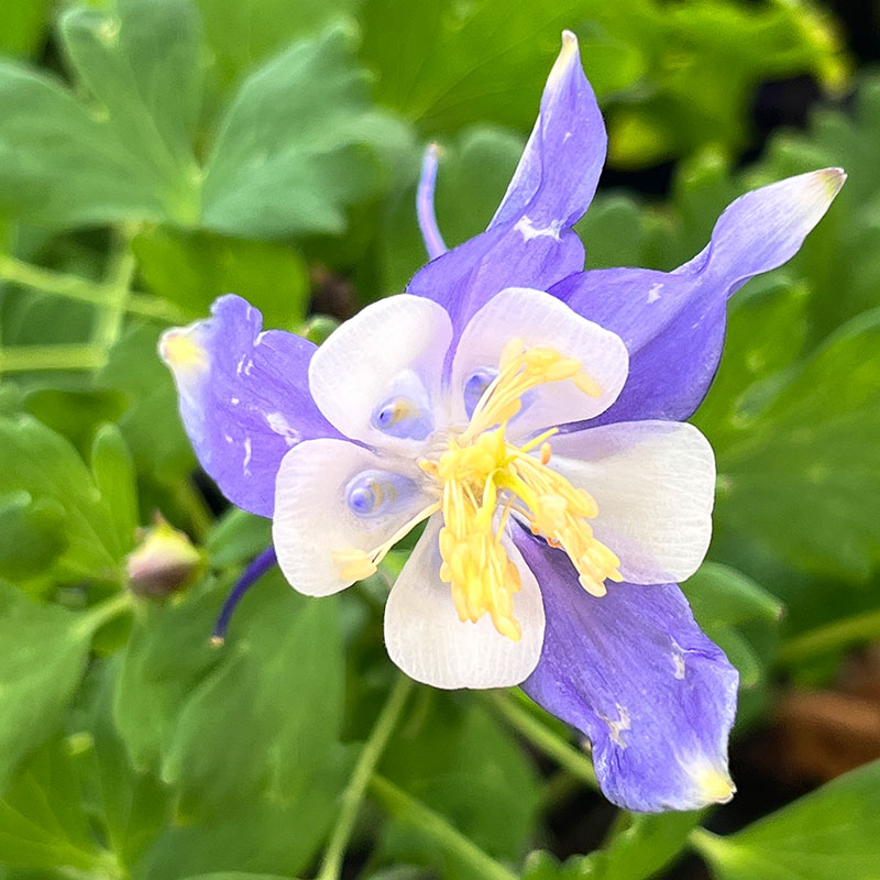 Aquilegia caerulea - Columbine