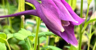 Aquilegia caerulea - Columbine