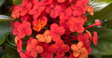 Ixora chinensis - Prince of Orange