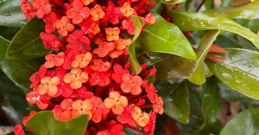 Ixora chinensis - Prince of Orange