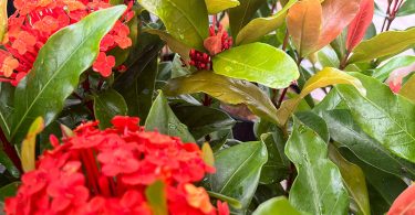 Ixora chinensis - Prince of Orange