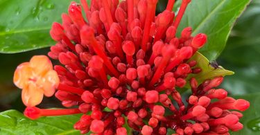 Ixora chinensis - Prince of Orange