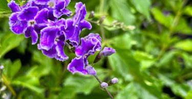 Duranta repens 'Geisha Girl'