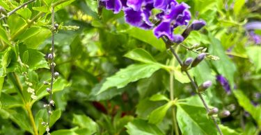 Duranta repens 'Geisha Girl'