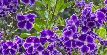 Duranta repens 'Geisha Girl'