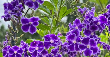 Duranta repens 'Geisha Girl'