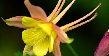 Aquilegia caerulea - Columbine