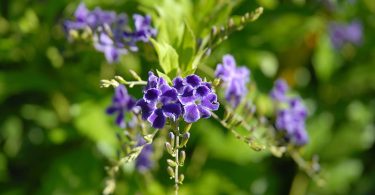 Duranta repens 'Geisha Girl'