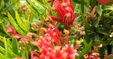 Grevillea 'Ember Glow'