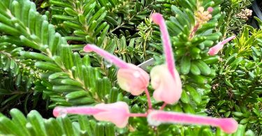 Grevillea 'Mt Tamboritha'