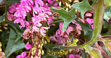 Grevillea leptobotrys