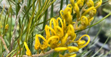 Grevillea 'Yamba Sunshine'