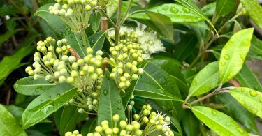 Backhousia citridora - Lemon Scented Myrtle