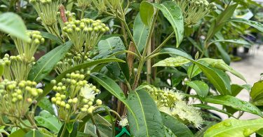 Backhousia citridora - Lemon Scented Myrtle