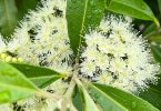Backhousia citridora - Lemon Scented Myrtle