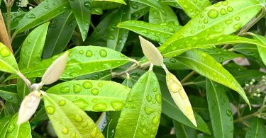 Backhousia citridora - Lemon Scented Myrtle