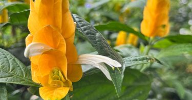 Pachystachys lutea - Golden Candles