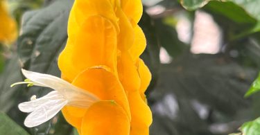 Pachystachys lutea - Golden Candles