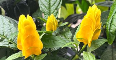 Pachystachys lutea - Golden Candles