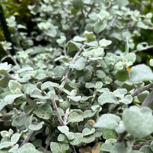 Helichrysum petiolare - Licorice Plant