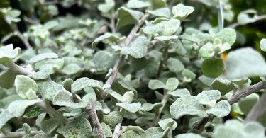 Helichrysum petiolare - Licorice Plant