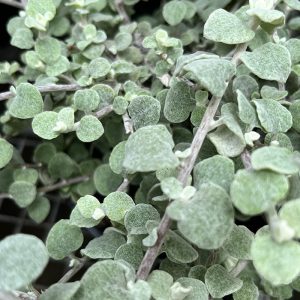 Helichrysum petiolare - Licorice Plant