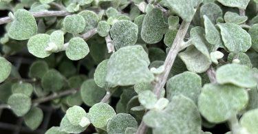 Helichrysum petiolare - Licorice Plant