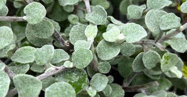 Helichrysum petiolare - Licorice Plant