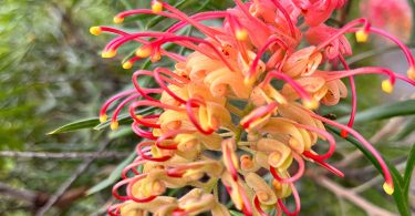 Grevillea species