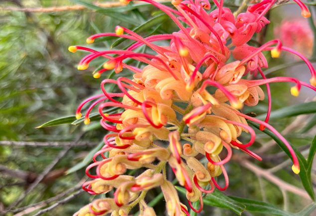 Grevillea species