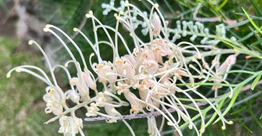 Grevillea species