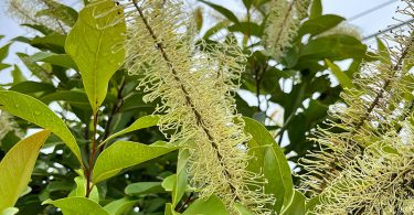 Buckinghamia celsissima - Ivory Curl Tree