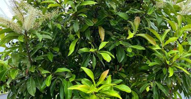 Buckinghamia celsissima - Ivory Curl Tree