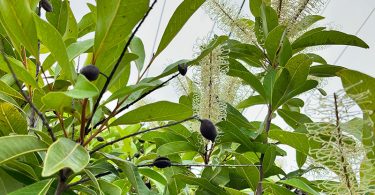 Buckinghamia celsissima - Ivory Curl Tree