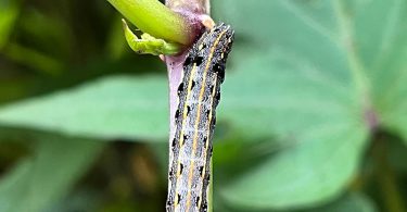 Spodoptera litura, otherwise known as the tobacco cutworm or cotton leafworm