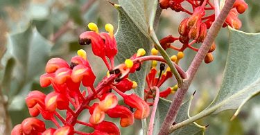 Grevillea ilicifolia - Holly Grevillea