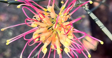 Grevillea banksii