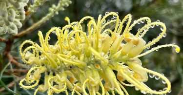 Grevillea banksii