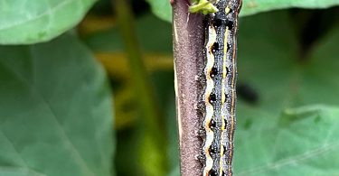 Spodoptera litura, otherwise known as the tobacco cutworm or cotton leafworm