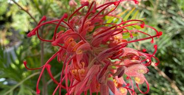 Grevillea 'Robyn Gordon'