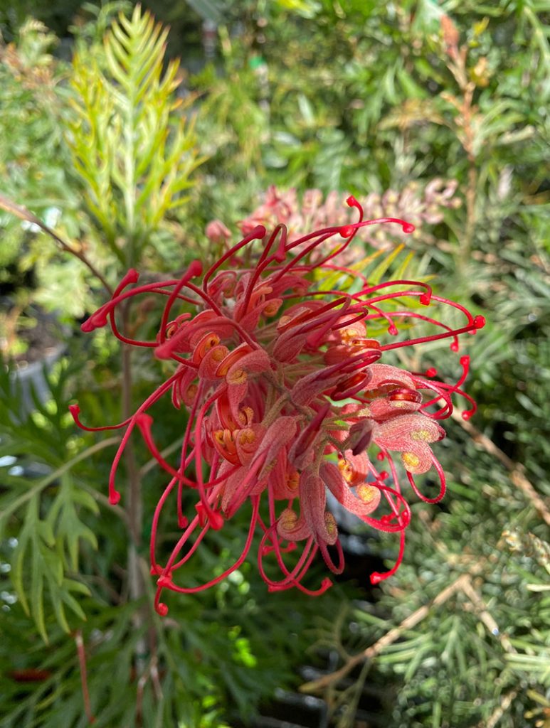 Grevillea 'Robyn Gordon'