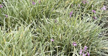 Tulbaghia violacea - Society Garlic