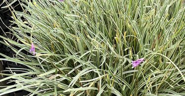 Tulbaghia violacea - Society Garlic